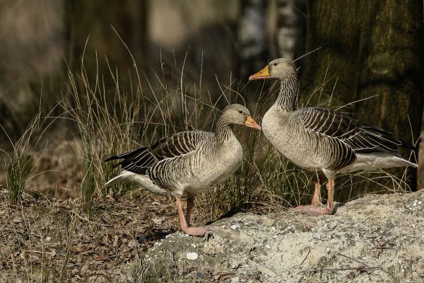 Greylag Goose