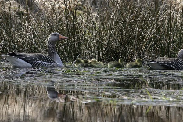 Greylag Goose