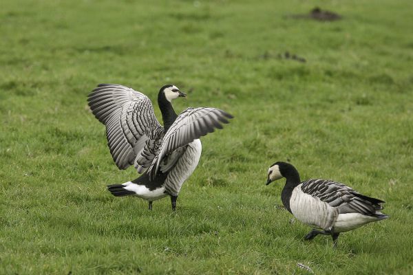 Barnacle Goose