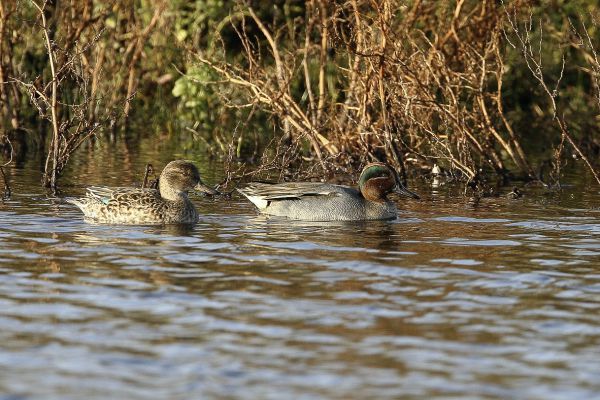 Common Teal