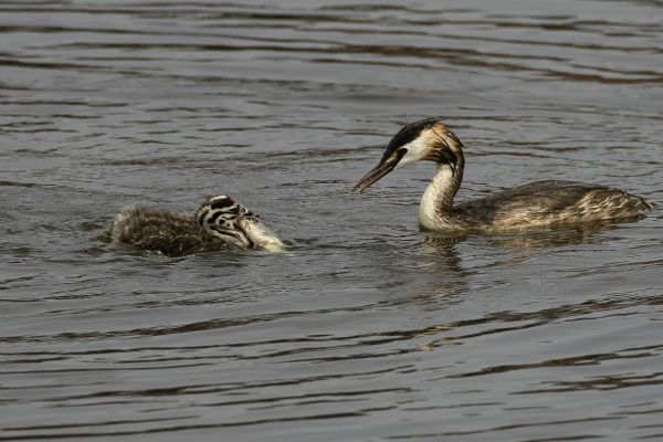 Great Crested Grebe