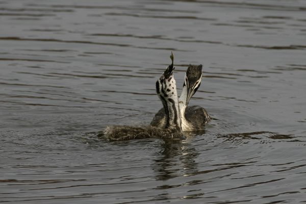 Great Crested Grebe