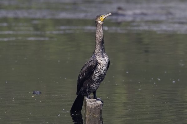 Great Cormorant