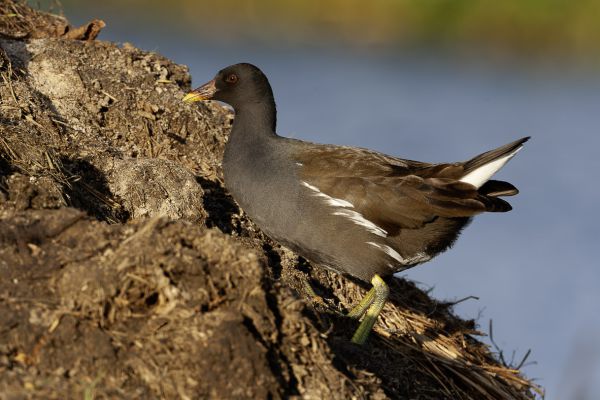Common Moorhen