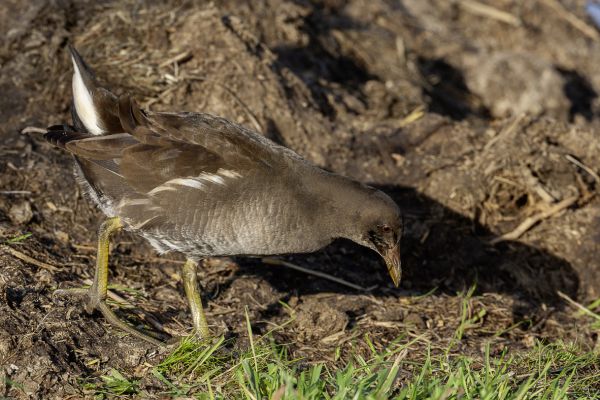 Common Moorhen