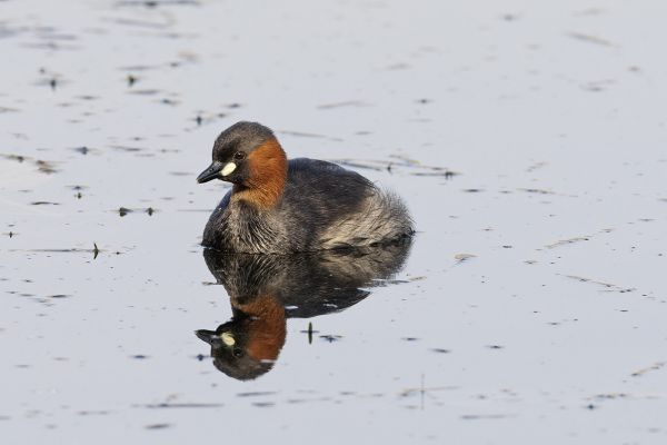 Little Grebe