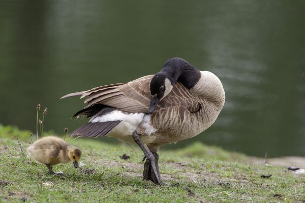 Canada goose