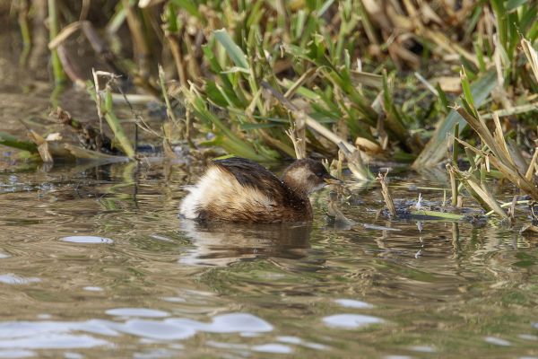 Little Grebe