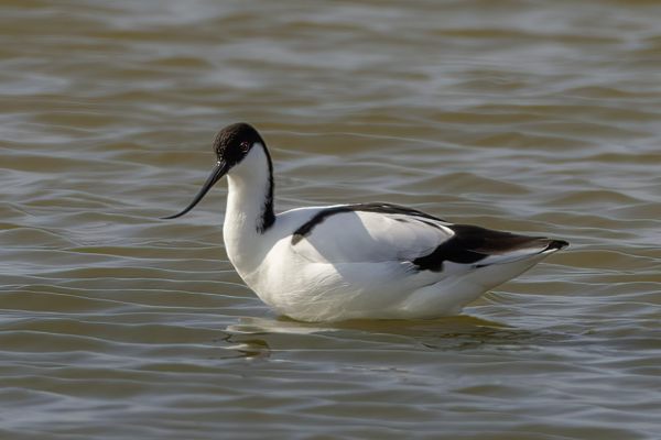Pied Avocet