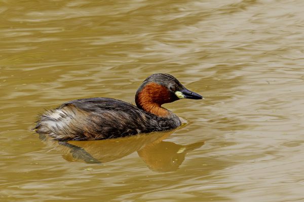 Little Grebe