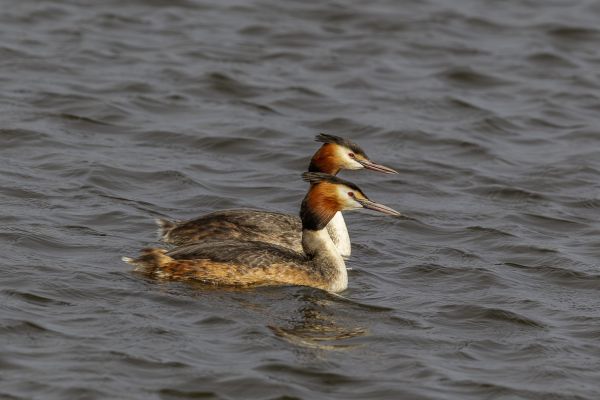 Great Crested Grebe
