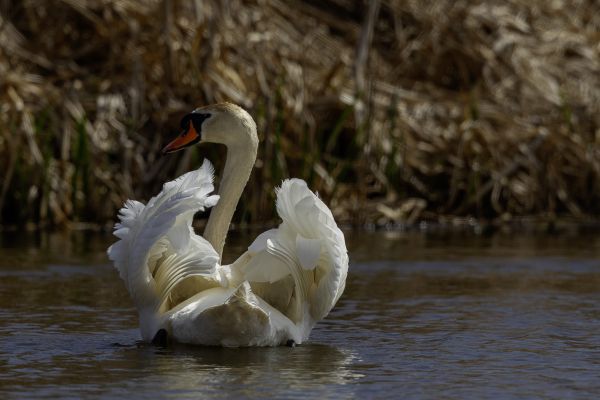 Mute Swan