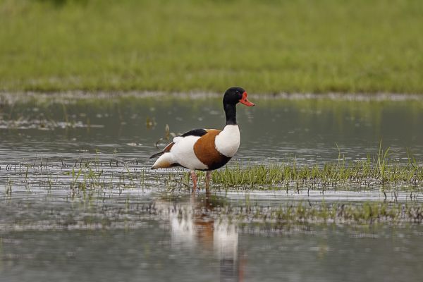 Common Shelduck