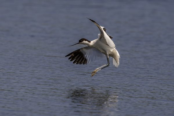 Pied Avocet