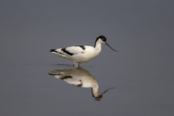 Pied Avocet
