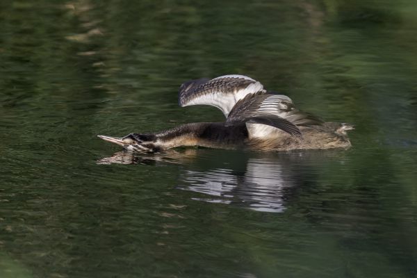 Great Crested Grebe