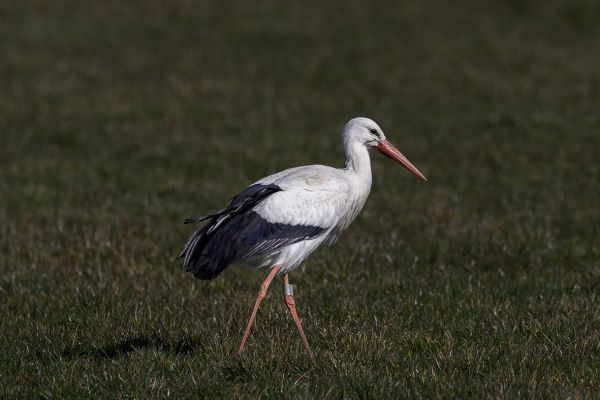White Stork