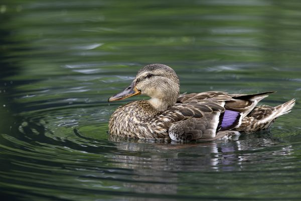 Mallard