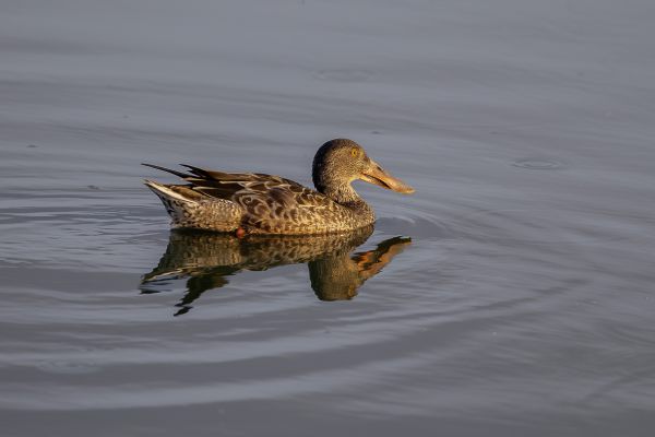 Northern Shoveler