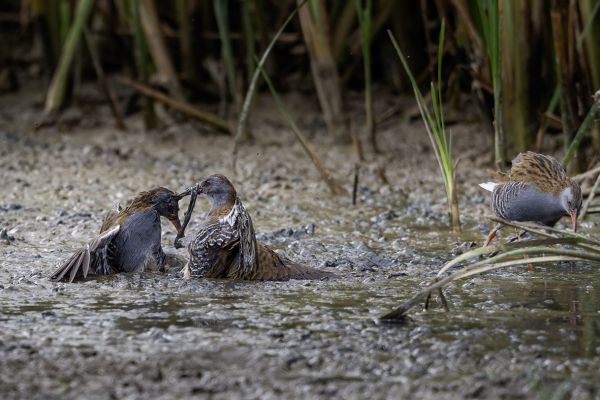 Water Rail
