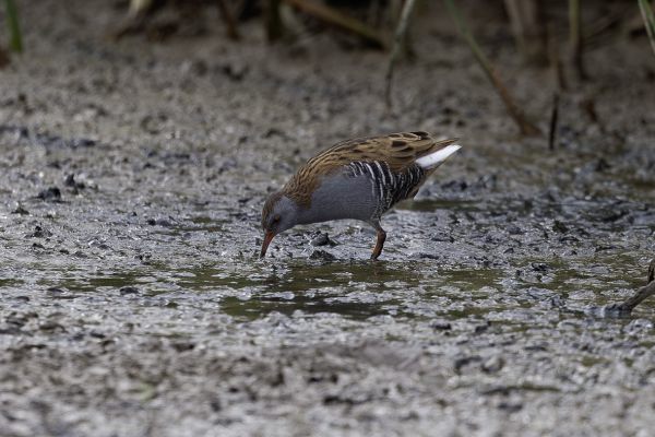 Water Rail