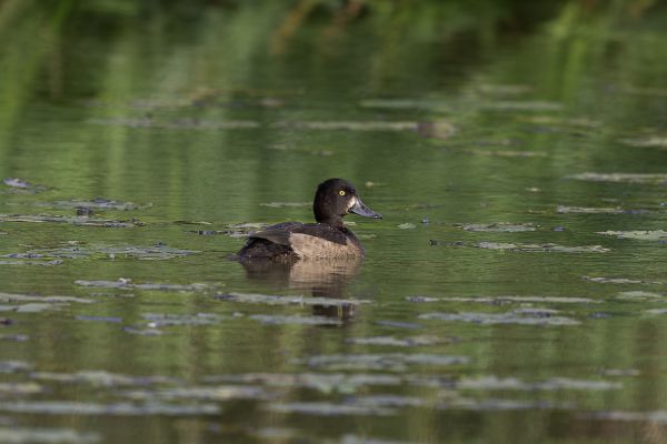 Tufted Duck