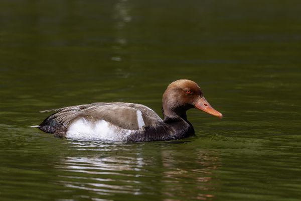 Red-crested Pochard