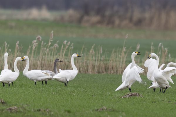 Bewick's Swan