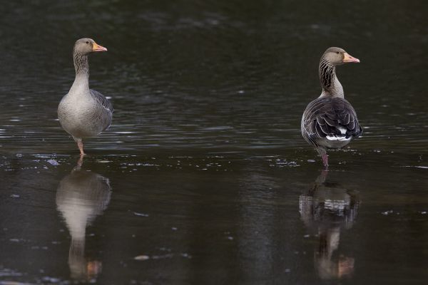Greylag Goose