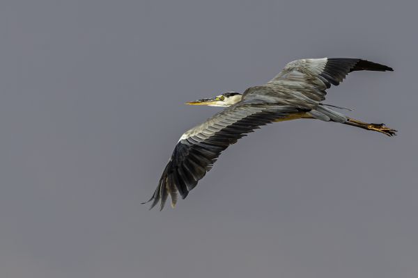 Grey heron