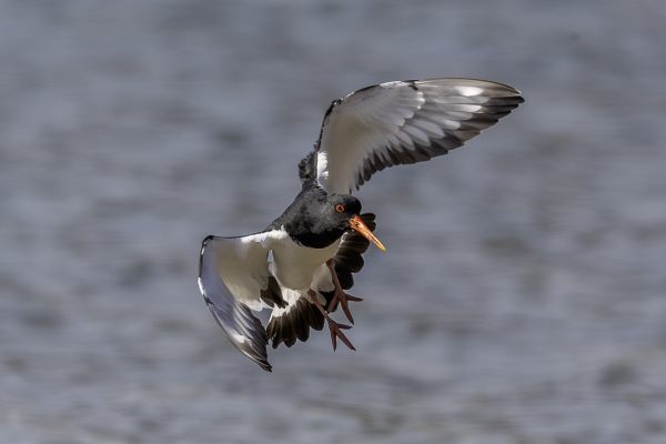 Eurasian Oystercatcher