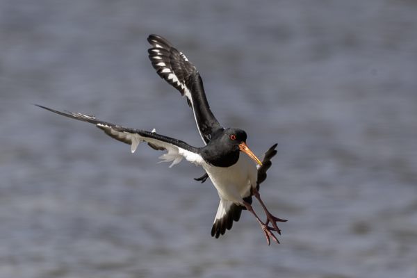 Eurasian Oystercatcher