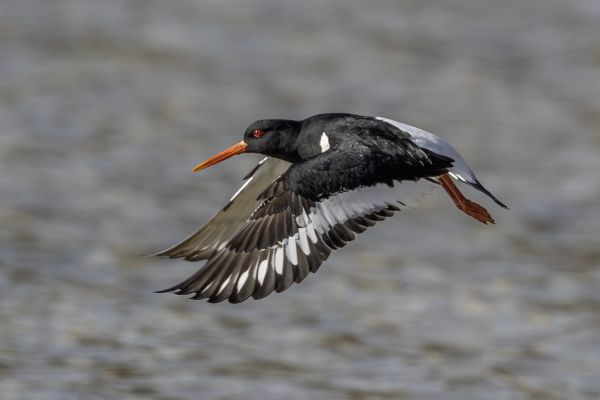 Eurasian Oystercatcher