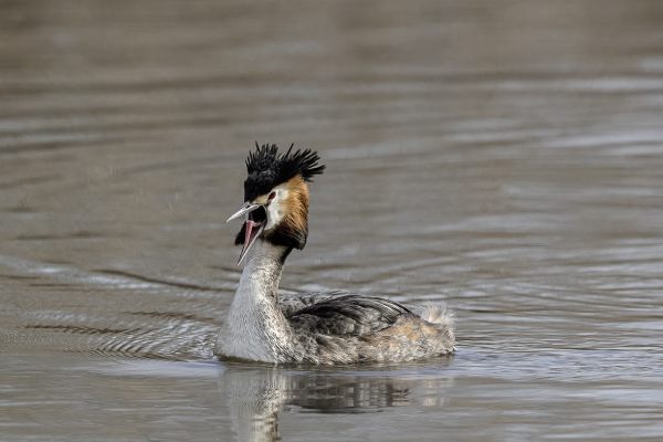  Great Crested Grebe