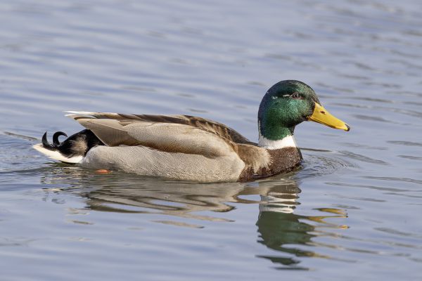  Mallard