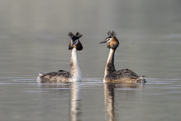  Great Crested Grebe