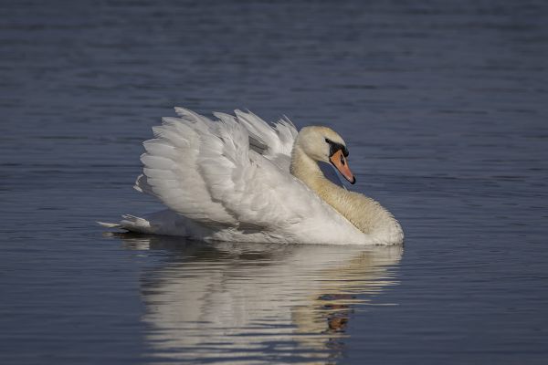 Mute Swan