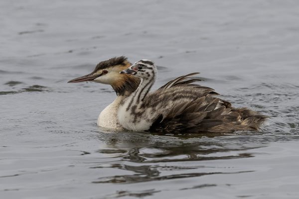 Great Crested Grebe