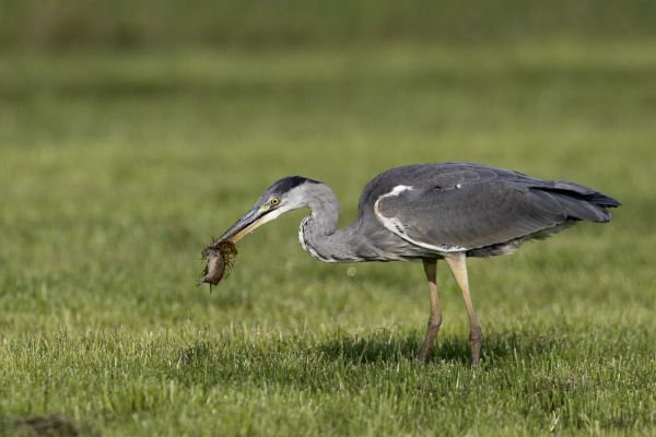  Grey Heron