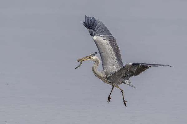 Grey Heron