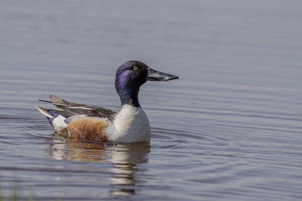 Northern Shoveler