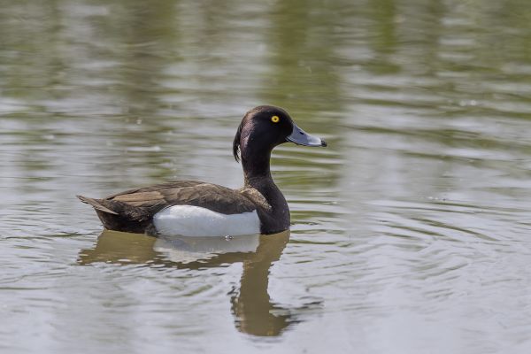 Tufted Duck
