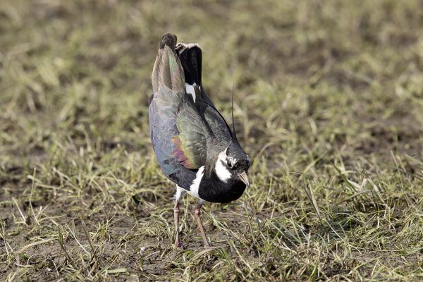 Northern Lapwing