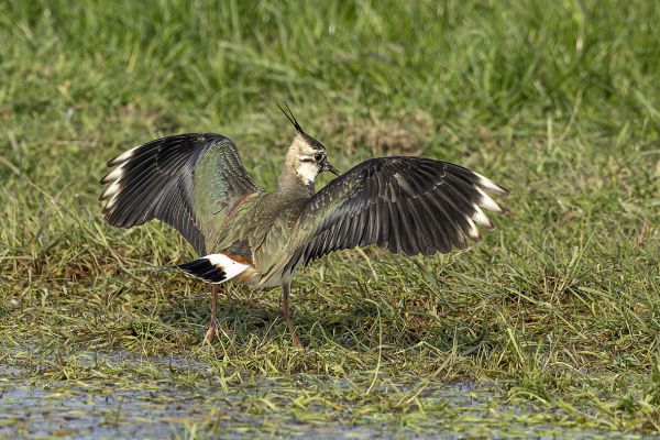 Northern Lapwing