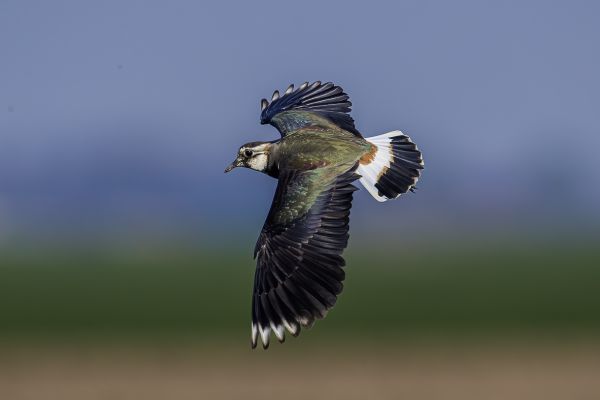 Northern Lapwing