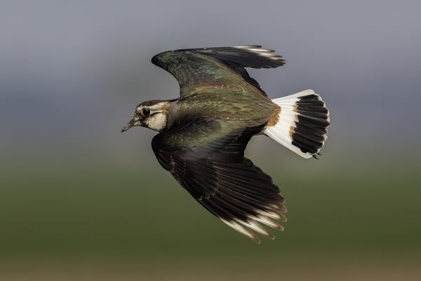 Northern Lapwing