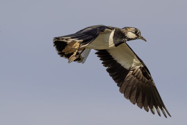 Northern Lapwing