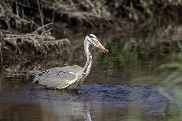 Grey Heron