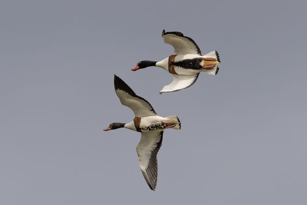 Common Shelduck