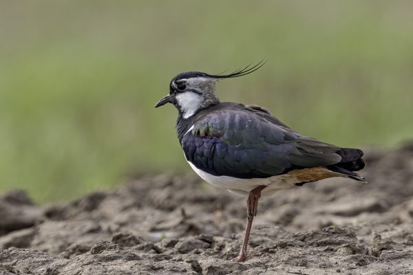Northern Lapwing